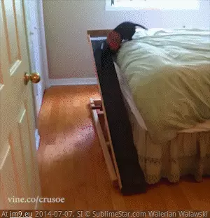 #Funny #Part #Drill #Puppy #Fire [Funny] Puppy fire drill.. Part 2! GIF (Imagen de album My r/FUNNY favs))