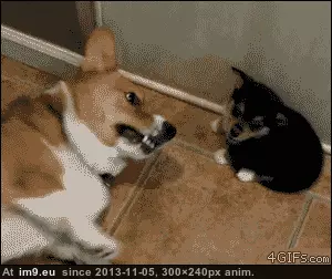 #Funny #Hit #Critical #Puppy #Fart [Funny] Puppy used fart. It is a critical hit! GIF (Imagen de album My r/FUNNY favs))