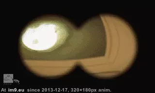 #Funny  #Rawr [Funny] Rawr! GIF (Image of album My r/FUNNY favs))