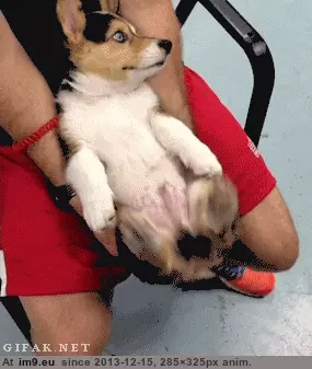 #Funny #PuppyGIF #Puppy #Relaxed [Funny] Relaxed puppy GIF (Imagen de album My r/FUNNY favs))