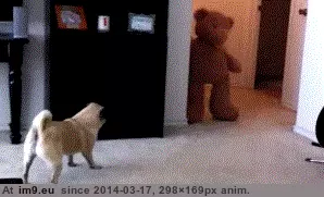 #Funny #Scared #Shit [Funny] Scared the shit out of him GIF (Image of album My r/FUNNY favs))