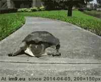 #Funny #Slow #Wtf [Funny] Slow as a ... WTF GIF (Image of album My r/FUNNY favs))