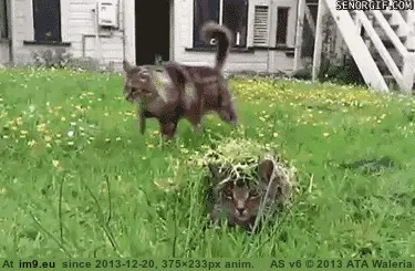 #Funny #Blown #Sniper #Cover [Funny] Sniper gets his cover blown GIF (Image de album My r/FUNNY favs))