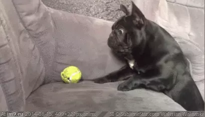  #Funny  [Funny] So close... GIF (Image of album My r/FUNNY favs))