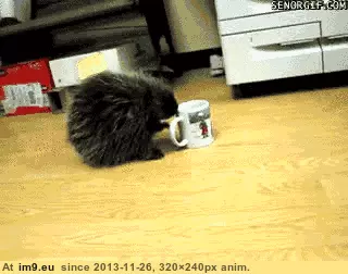 #Funny #Coffee #Spike #Morning [Funny] Someone tried to spike my coffee this morning. GIF (Bild von album My r/FUNNY favs))