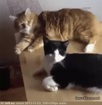 #Funny #Life #Idea #Edge #Wise #Not #Live [Funny] Sometimes it's not a wise idea to live life on the edge GIF (Image of album My r/FUNNY favs))