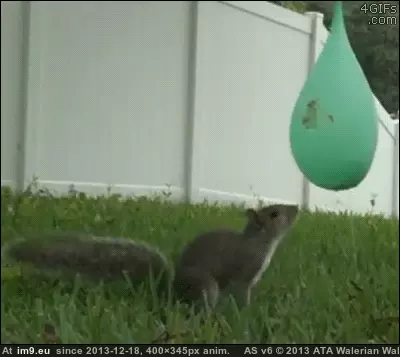 #Funny #Squirrel #Balloon #Water [Funny] Squirrel Water Balloon GIF (Image de album My r/FUNNY favs))