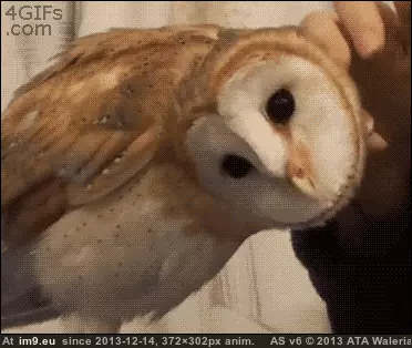  #Funny  [Funny] ssıʎ ʍɐ GIF (Изображение из альбом My r/FUNNY favs))