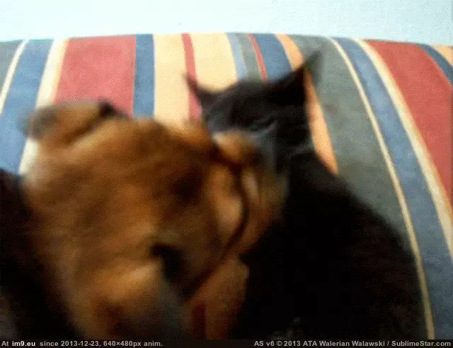 #Funny  #Stahhhp [Funny] 'Stahhhp it!' GIF (Image of album My r/FUNNY favs))
