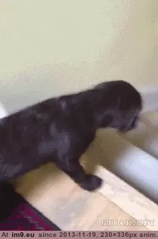 #Funny #Stair #Surfing [Funny] Stair surfing GIF (Image of album My r/FUNNY favs))