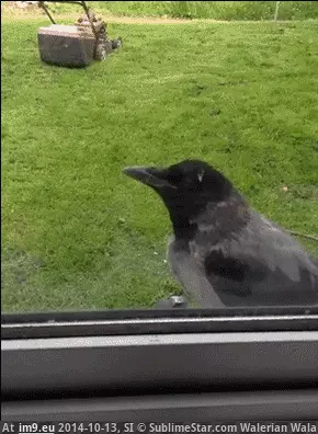 #Funny #Mofo #Surprise [Funny] Surprise Mofo! GIF (Image of album My r/FUNNY favs))