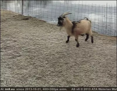 #Funny #Stop #Kidding #Won #Goat [Funny] That goat just won't stop kidding around. GIF (Image of album My r/FUNNY favs))
