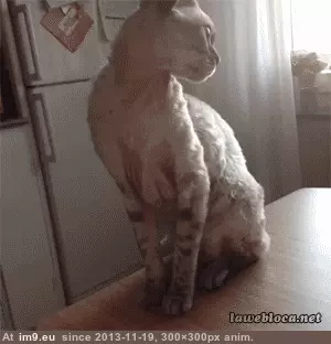 #Funny  #Animalsbeingjerks [Funny] That's enough! [ -r-AnimalsBeingJerks] GIF (Image de album My r/FUNNY favs))