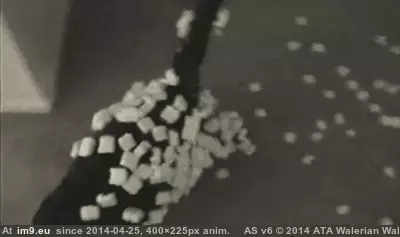 #Funny #Cat #Arrived #Bought #Online [Funny] The cat I bought online just arrived GIF (Изображение из альбом My r/FUNNY favs))
