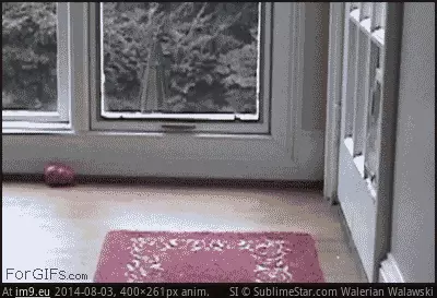 #Funny #Lot #Easier #Cat [Funny] The cat makes this look a lot easier GIF (Imagen de album My r/FUNNY favs))