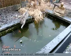 #Funny #New #Force #Field #Fish [Funny] The Fish has a new force field GIF (Image of album My r/FUNNY favs))