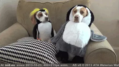 #Funny #Accepted #Fate #One [Funny] The one on the right looks like he accepted his fate. GIF (Image de album My r/FUNNY favs))
