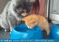 #Funny #You #Youngin #How #Drink [Funny] This is how you drink, youngin GIF (Image of album My r/FUNNY favs))