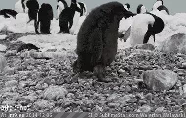 #Funny #Deal #Sums #Life [Funny] This sums up life and how to deal with everything. GIF (Image de album My r/FUNNY favs))