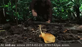 #Funny #Oral #Pretty #Sums #Hanks #Experience #Sfw #Tom [Funny] Tom Hanks pretty much sums up my first oral experience. (SFW) GIF (Image of album My r/FUNNY favs))