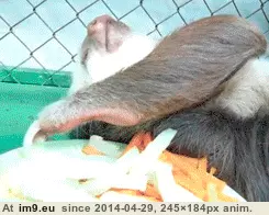 #Funny  #Work [Funny] too much work... GIF (Imagen de album My r/FUNNY favs))