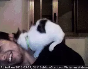 #Funny  #Snuggles [Funny] Violently snuggles GIF (Image of album My r/FUNNY favs))