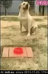 #Funny #Sorcery #Kind [Funny] 'What kind of sorcery is this?' GIF (Imagen de album My r/FUNNY favs))