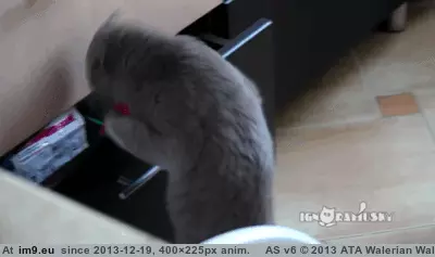 #Funny #Upvote #Was [Funny] when i first made an account, it was so i could upvote this. GIF (Image de album My r/FUNNY favs))