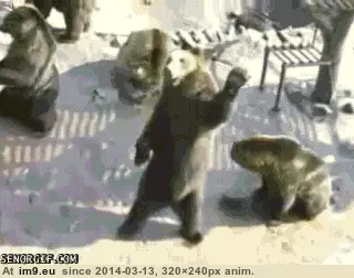 #Funny #Maul #Drink [Funny] Who do I have to maul to get a drink around here? GIF (Imagen de album My r/FUNNY favs))