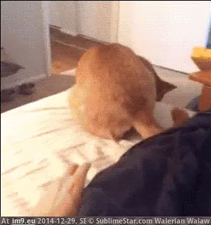  #Funny  [Funny] 'Who's there?' GIF (Bild von album My r/FUNNY favs))