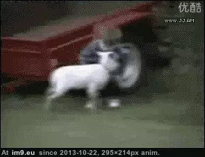 #Funny #Zoo #Petting #Worst [Funny] Worst petting zoo ever GIF (Obraz z album My r/FUNNY favs))