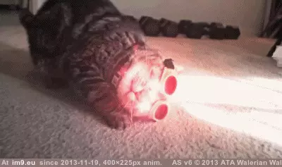#Funny #Cyclops #Cat [Funny] X-Cat Cyclops GIF (Imagen de album My r/FUNNY favs))