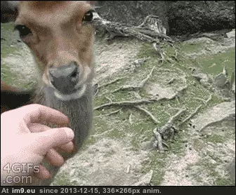 #Funny #Deer #Gentle #You [Funny] You have to be gentle with your deer GIF (Image de album My r/FUNNY favs))