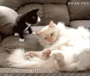  #Funny  [Funny] You were saying? GIF (Bild von album My r/FUNNY favs))