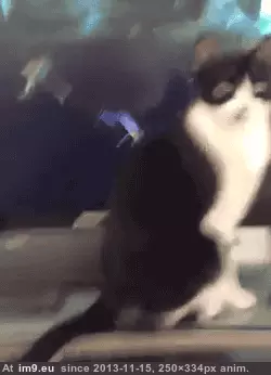 #Gaming #Boss #Final [Gaming] FINAL BOSS GIF (Image of album My r/GAMING favs))