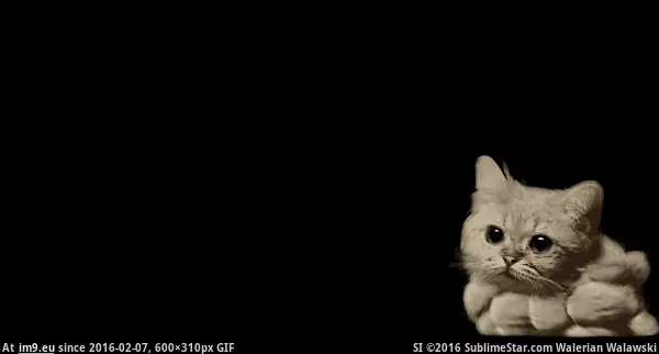   [Gif] Catplosion GIF (Bild von album Rehost))