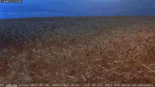 #Animated #Grain Grain animated GIF (Image of album Rehost))