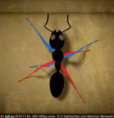 #400x400 #Animated hangya-mozgása GIF (Image de album Alternative-News.tk))