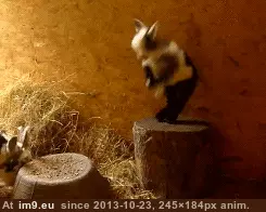 #Animated #Lil #Goat #Cute #Happy Happy Lil Goat GIF (Bild von album Rehost))