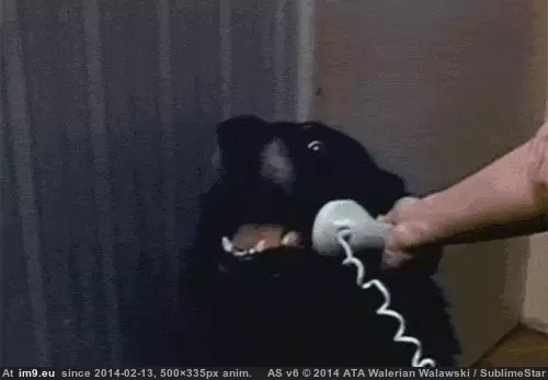 #Dog #Meme #Animated Hello. Yes, This Is Dog (GIF meme, animated) GIF (Image de album Rehost))