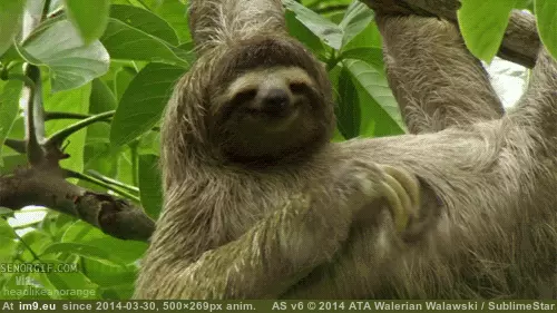 #4cdn I.4cdn GIF (Изображение из альбом Rehost))