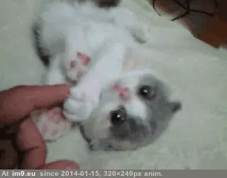 #Lh6 Lh6.googleusercontent GIF (Image of album Rehost))