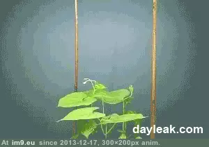 #Grow #Finding #Beanstalk #Support [Mildlyinteresting] Beanstalk finding support to grow on GIF (Изображение из альбом My r/MILDLYINTERESTING favs))