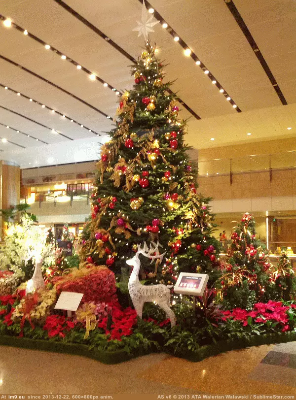 #Picture #Twink #Christmas #Google #Added #Automatically #Got #Had #Tree [Mildlyinteresting] I took a picture of a Christmas tree, and when I got home, I found that Google had automatically added twink GIF (Image of album My r/MILDLYINTERESTING favs))