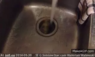 #Sink #Lid #Salsa #Flipping [Mildlyinteresting] My salsa lid flipping in the sink. GIF (Image of album My r/MILDLYINTERESTING favs))