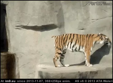 #Tiger #Tail [Mildlyinteresting] The tiger in this gif doesn't have a tail. GIF (Image of album My r/MILDLYINTERESTING favs))