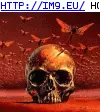 #Skull Skull GIF (Bild von album Evil, dark GIF's - avatars and horrors))