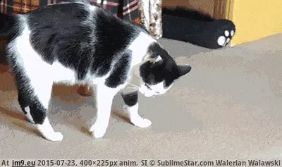 #Cat somersault-cat-gif GIF (Bild von album Alternative-News.tk))