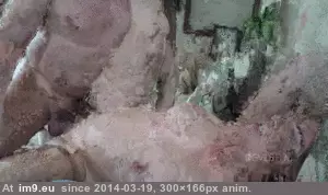 #Porn #Animated #Gif vignette7b1c4314-8c3c-466f-9f40-d981fcef5ab9 GIF (Obraz z album ghbbhiuiju))