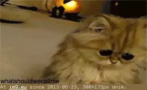  #Whatkitten  whatkitten GIF (Image of album reaction))